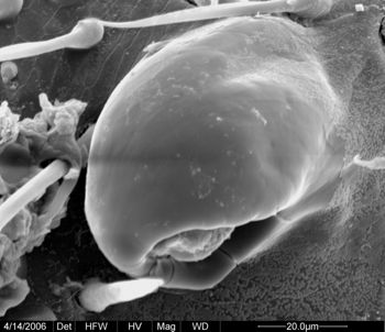 Media type: image;   Invertebrate Zoology 133769